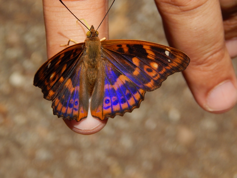 Apatura ilia : parco del ticino